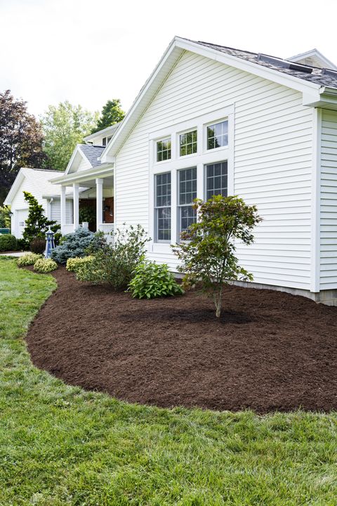 fresh new landscaping at suburban home near rochester, new york state the newly finished front yard garden now features a young japanese maple tree along with several new bushes and shrubs in a redefined area which has been edged, smoothed and completely mulched