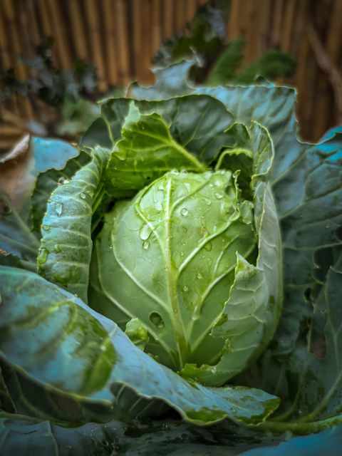 fall vegetables like cabbage