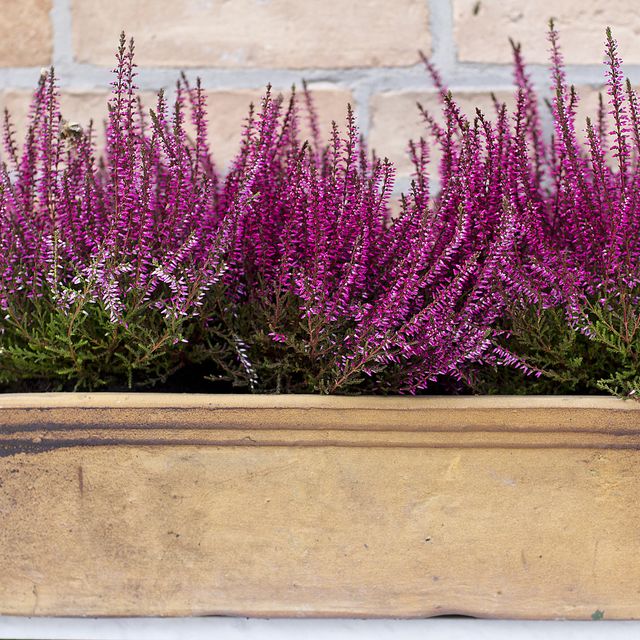 blooming heather plant in a clay pot