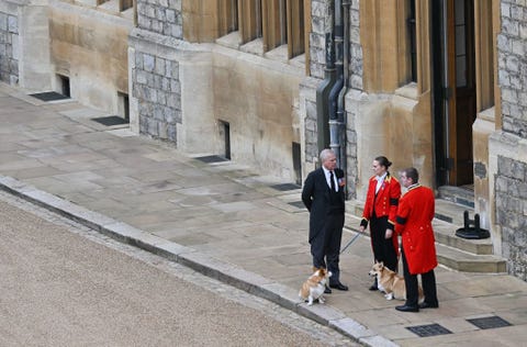 Britain's Prince Andrew, Duke of York, stands with the queens of corgis, muick and sand inside the wind castle on September 19, 2022, before the ceremony for the British queen elizabeth ii Photo by glyn kirk pool Photo by glyn kirkpoolafp via getty images