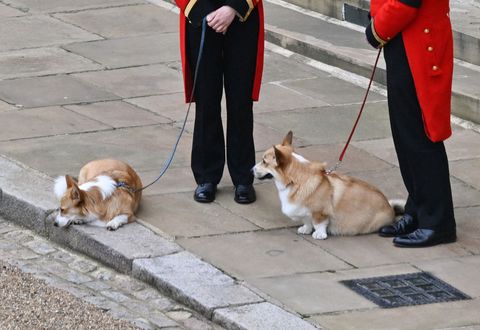 Corgis, muick and sand queens walk inside the windswept castle on September 19, 2022, ahead of the engagement ceremony for England's queen elizabeth ii.
