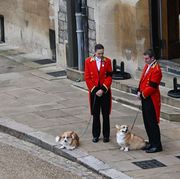 the queens corgis, muick and sandy are walked inside windsor castle on september 19, 2022, ahead of the committal service for britains queen elizabeth ii photo by glyn kirk  pool  afp photo by glyn kirkpoolafp via getty images