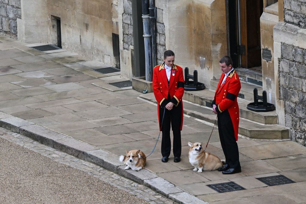 the queens corgis, muick and sandy are walked inside windsor castle on september 19, 2022, ahead of the committal service for britains queen elizabeth ii photo by glyn kirk  pool  afp photo by glyn kirkpoolafp via getty images