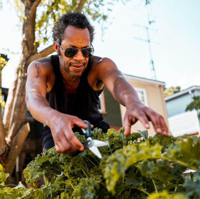 black man gardening in vegetable garden in backyard of his city home