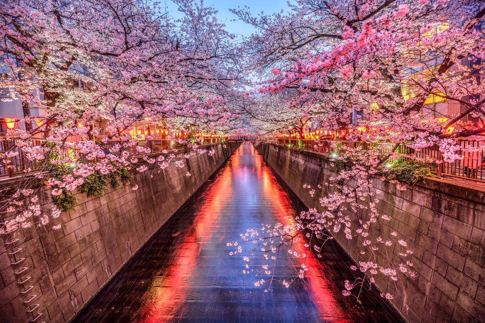 cherry blossom season in tokyo at meguro river