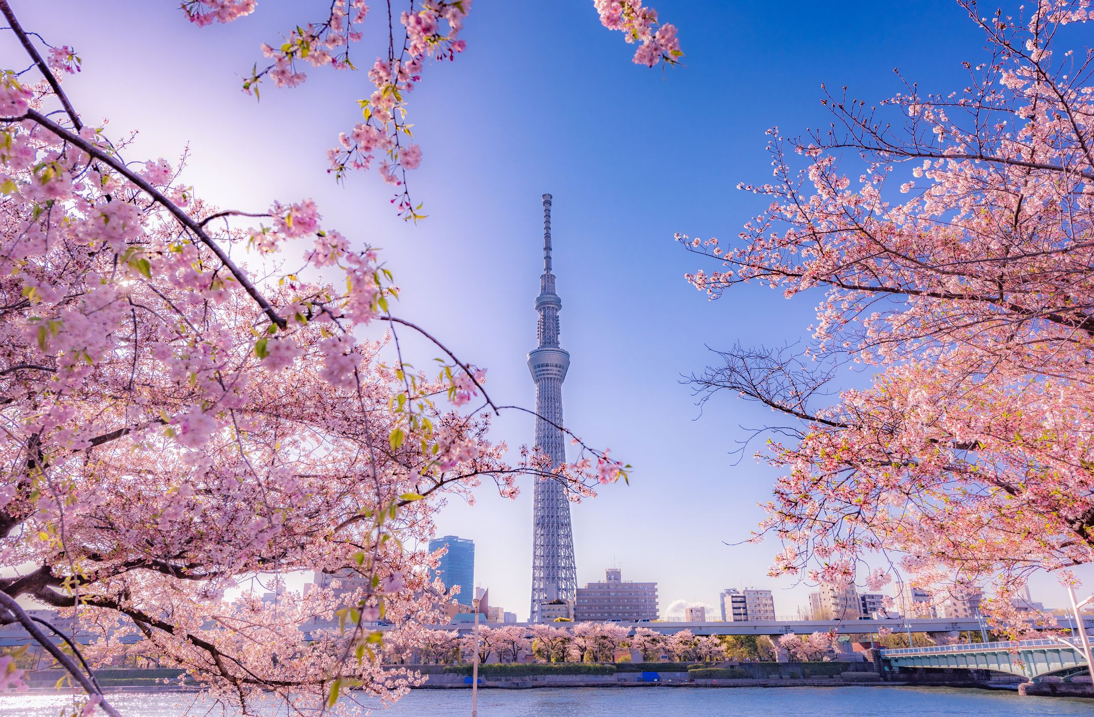 15 pictures of Tokyo that will make you want to go