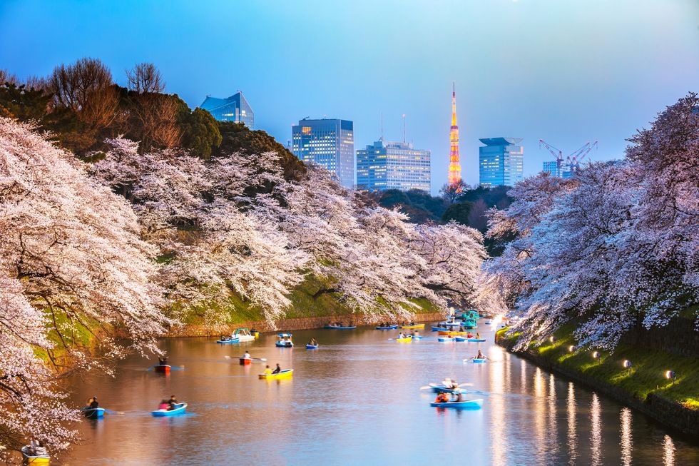 chidorigafuchi moat during cherry blossom season at night, tokyo, japan