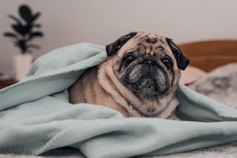 senior pug dog wrapped on blanket and relaxing on the bed at home lifestyle