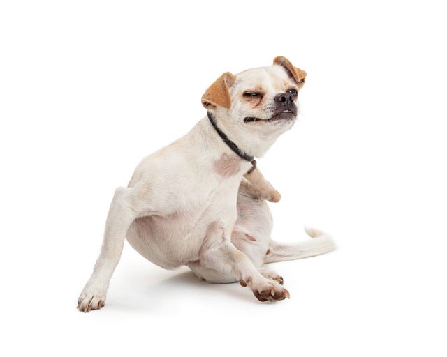 small mixed breed white dog scratching itch on irritated skin