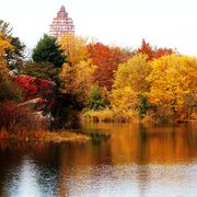 the central park reservoir surrounded by trees with blazing fall foliage, with buildings peeking through in the background