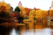 Central Park in Fall the central park reservoir surrounded by trees with blazing fall foliage, with buildings peeking through in the background