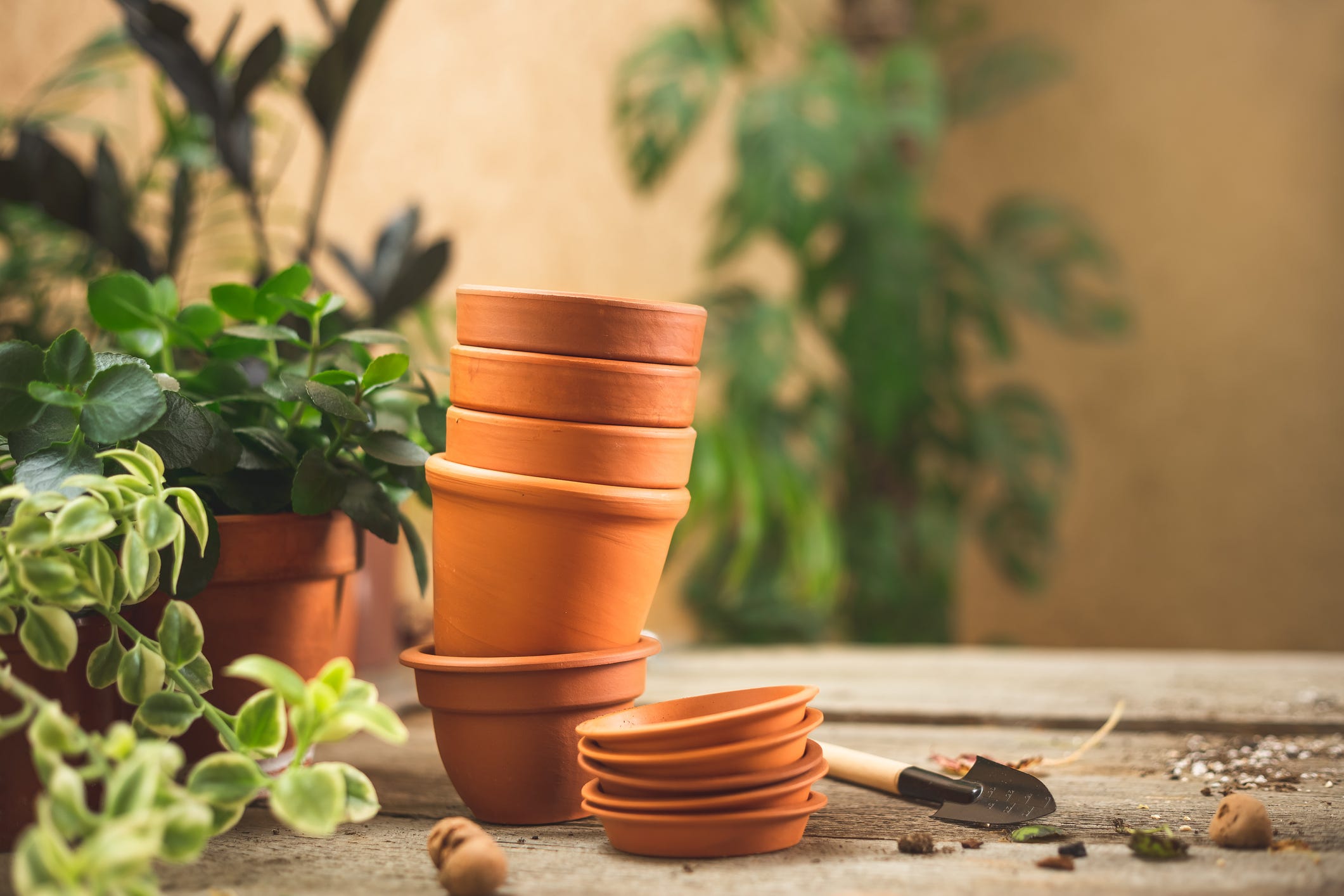 Here's an Easy Way to Safely Repot Plants