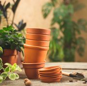 stack of small ceramic terra cotta pots, gardening tools for succulents, and lots of plants on the wooden table plant repot and care concept space for text