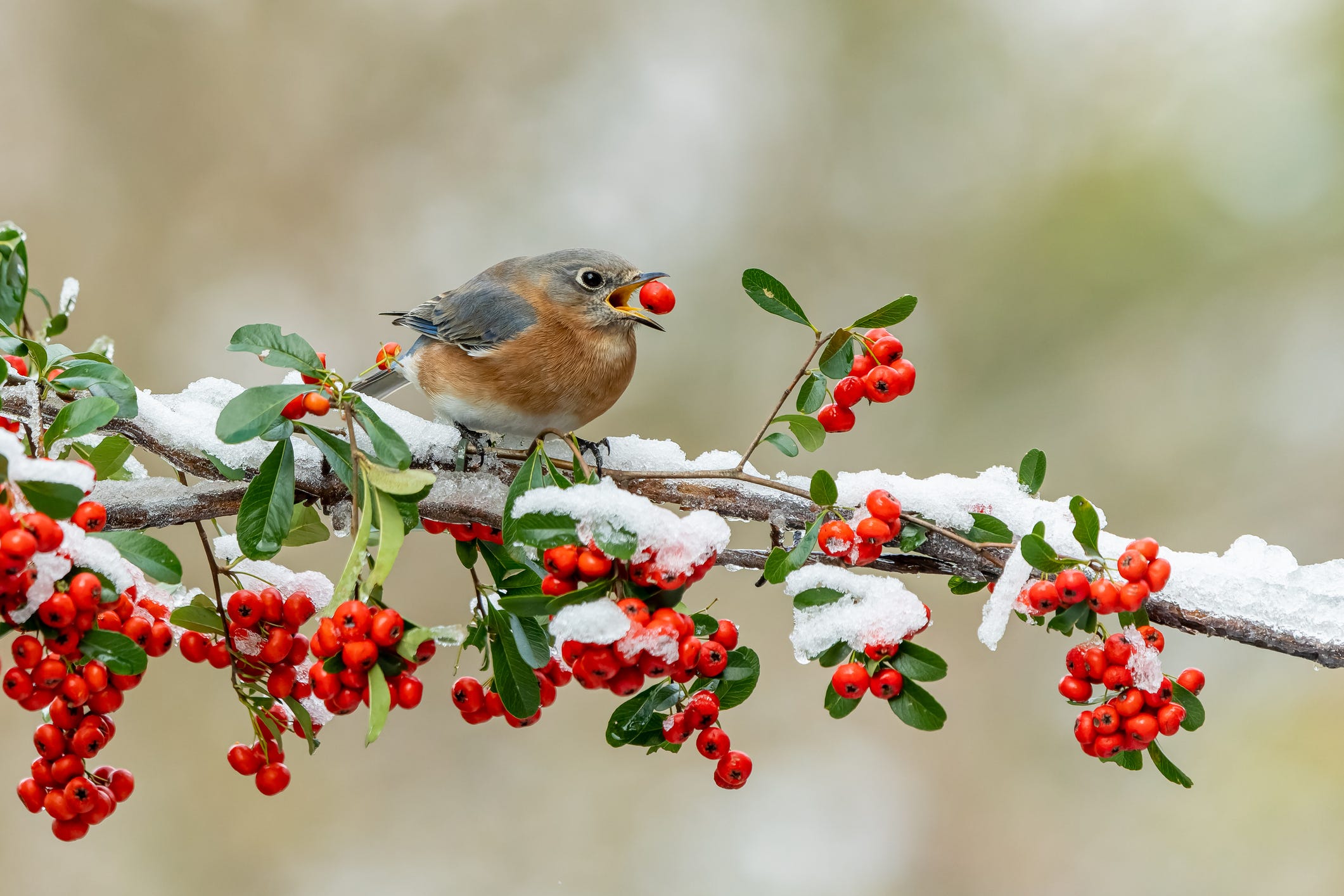 How to Grow and Care for a Holly Bush