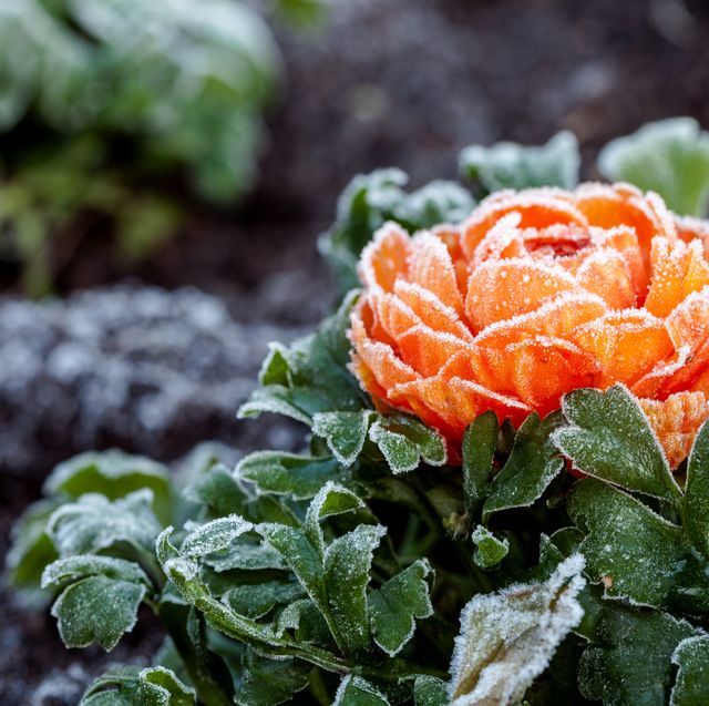 Winter Flower Ideas: Beat the Cold Weather Blues
