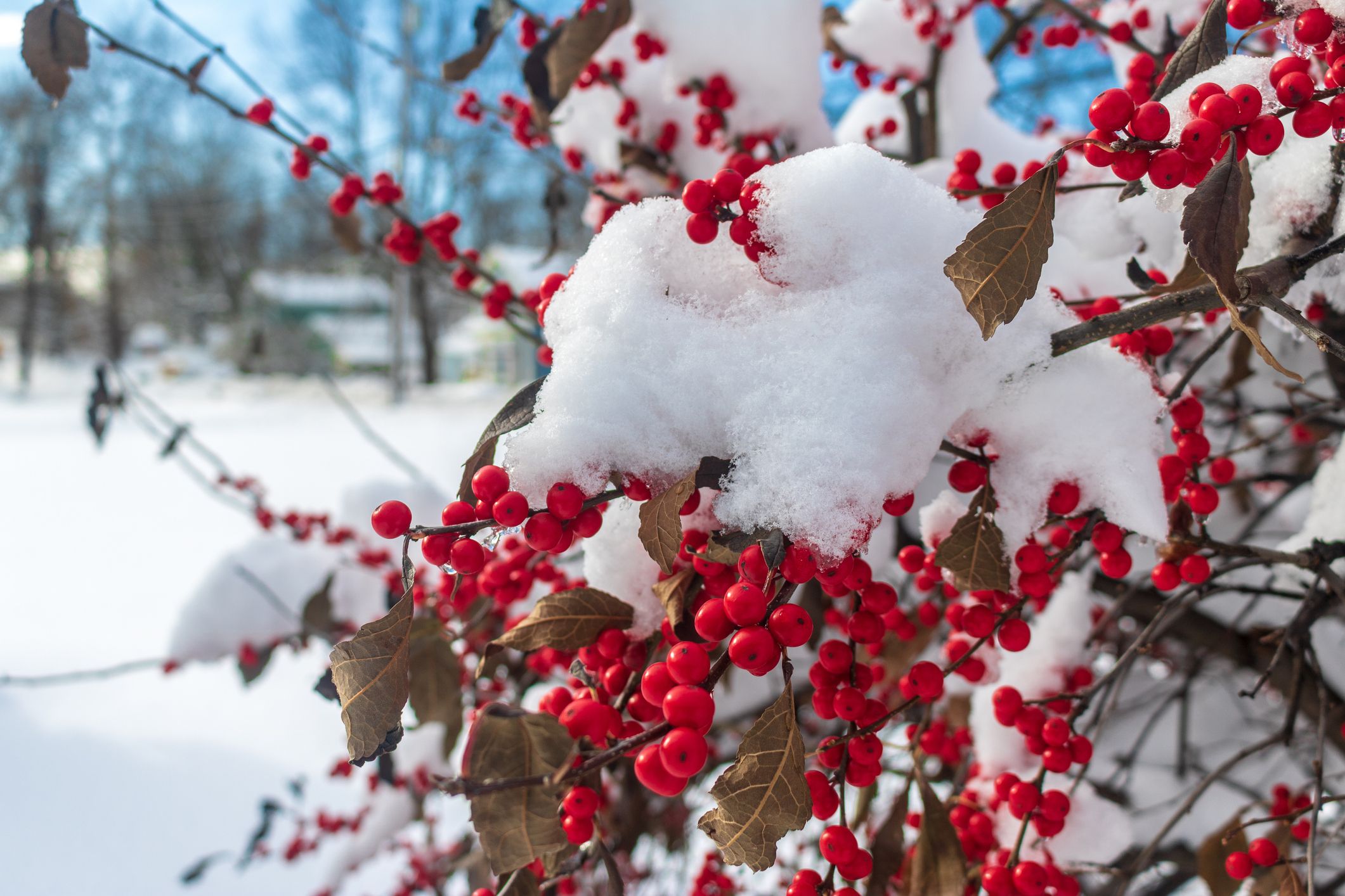 Winter-Friendly Patio Plants, Potted Plants for Winter