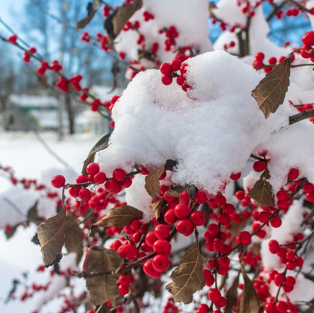 Best Outdoor Winter Plants