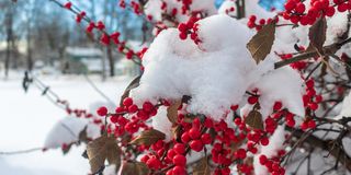 snow covers the red berries on a winterberry holly bush ilex verticillata