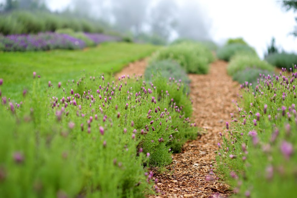 blooming lavender plants at the alii kula lavender farm on maui, hawaii, usa