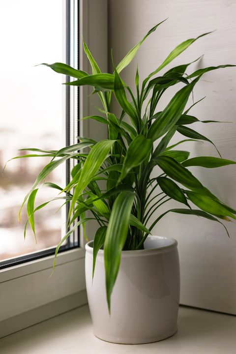bamboo plant dracaena sanderiana in white flower pot on room window sill on blurred city natural background close up selective focus copy space