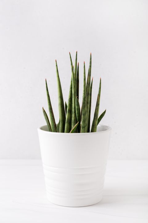 sansevieria plant in a white pot on a white table house plants