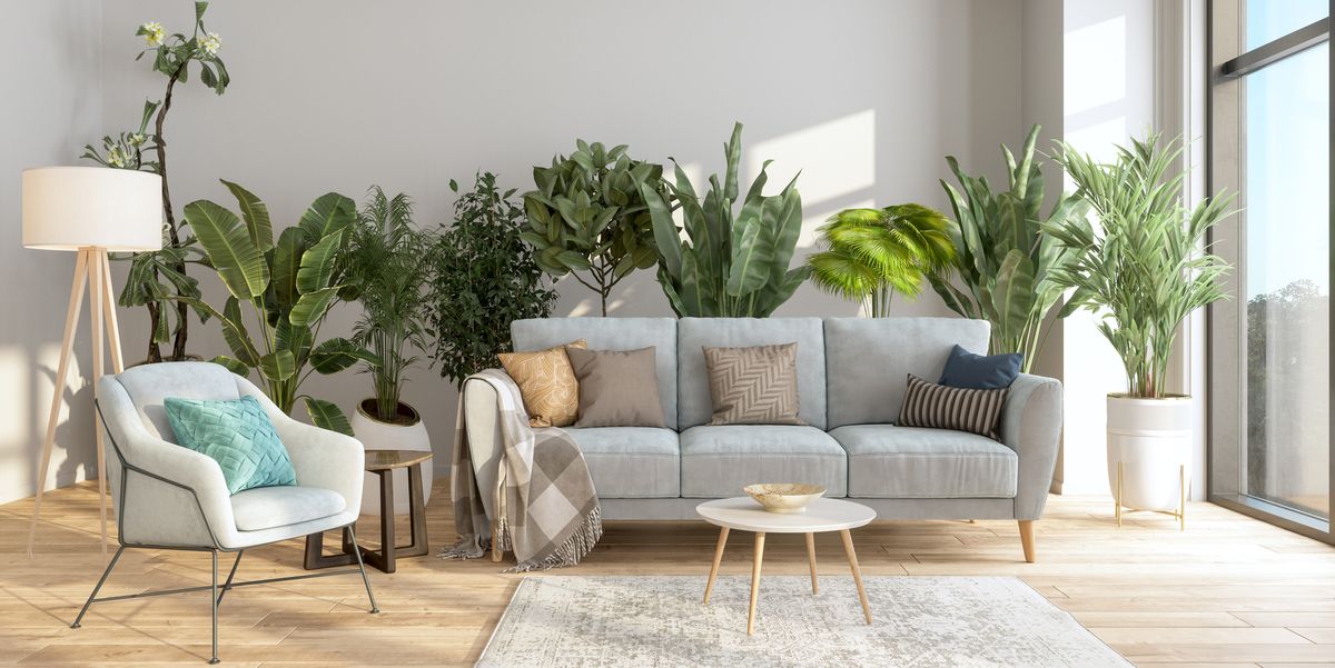 modern living room interior with potted plants behind the gray colored sofa and armchair