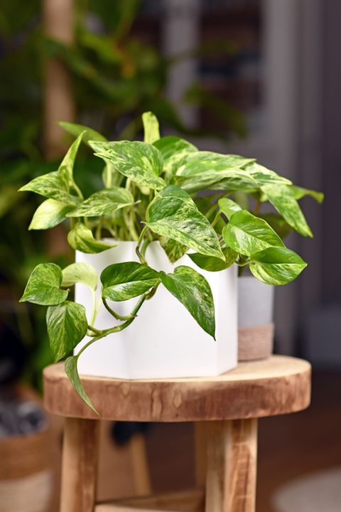 tropical epipremnum aureum marble queen pothos houseplant with white variegation in flower pot on wooden table
