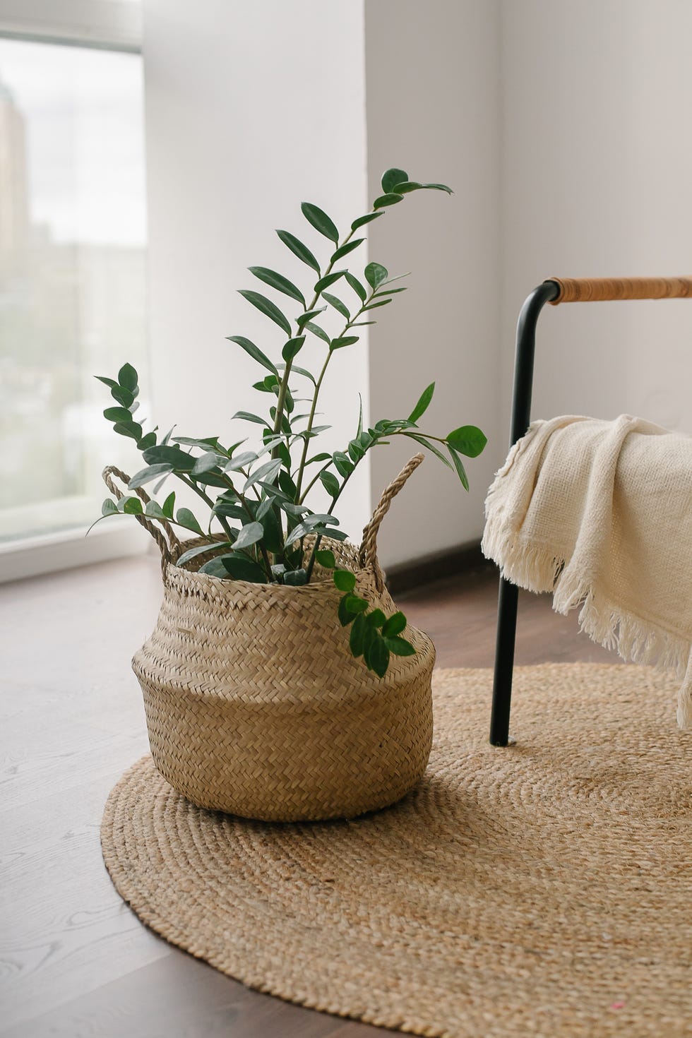 Can Air Purifying Plants Really Help Clean the Air in Your Home?