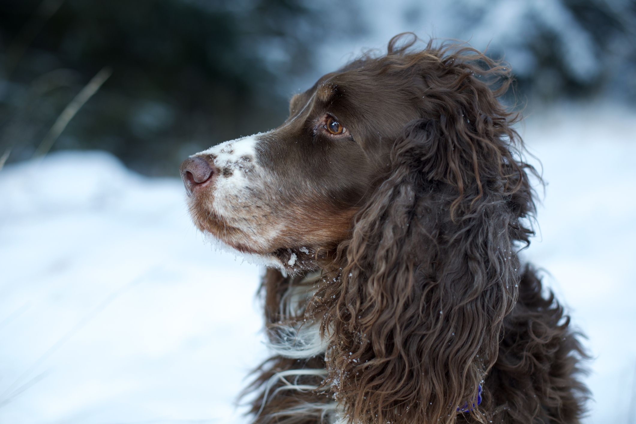 Cocker spaniel cheap intelligence ranking