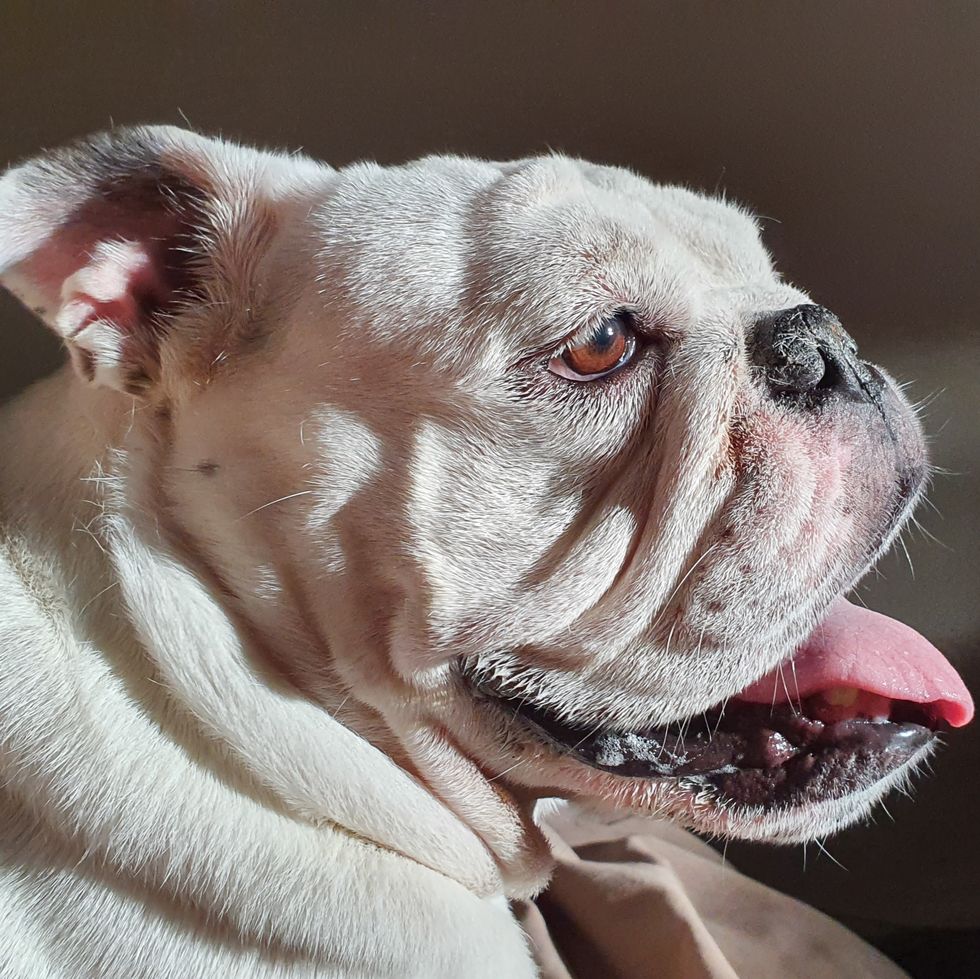 a white adult english bulldog smiling at the sunshine