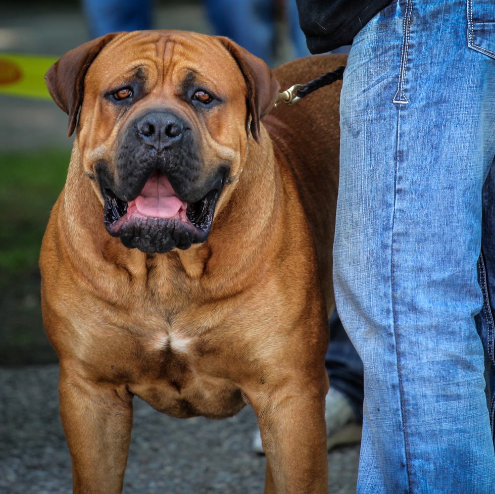 the boerboel dog from south africa with a black mask and a short coat
