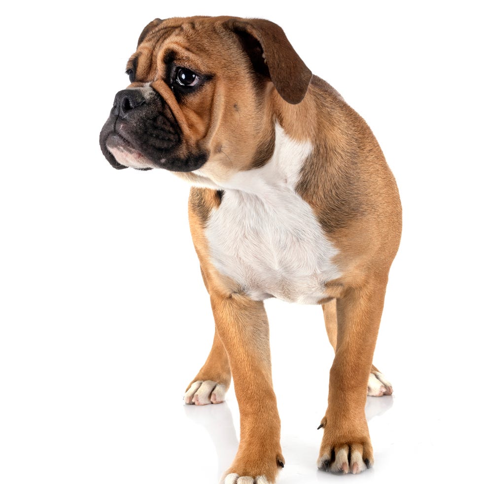 continental bulldog in front of white background