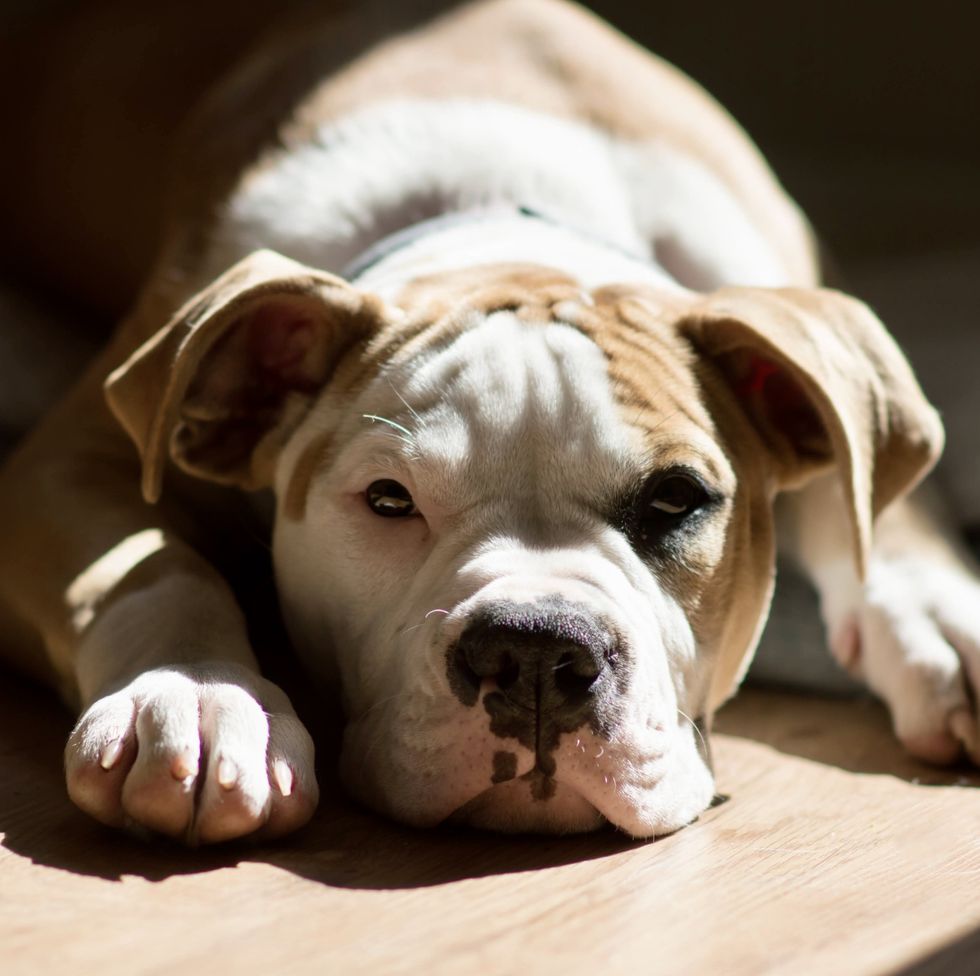 american bulldog pup lying in sunny room looking at camera