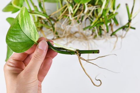 hand holding single marble queen pothos houseplant cutting with long bare roots