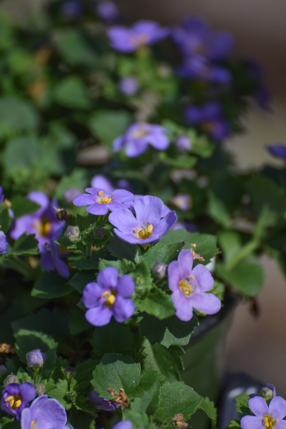 Best Hanging Basket Flowers | Country Living