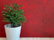 norfolk island pine potted houseplant for holiday decorations, white wood floor and red background