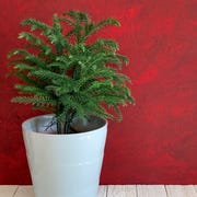 Norfolk Island Pine norfolk island pine potted houseplant for holiday decorations, white wood floor and red background