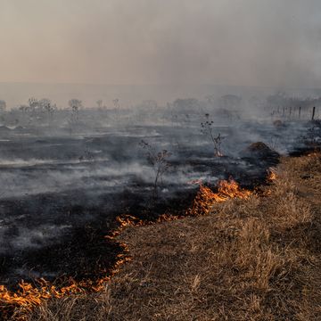 fire burns vegetation of brazilian savanna cerrado