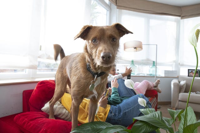 cómo quitar manchas de caca de niño o perro de la ropa