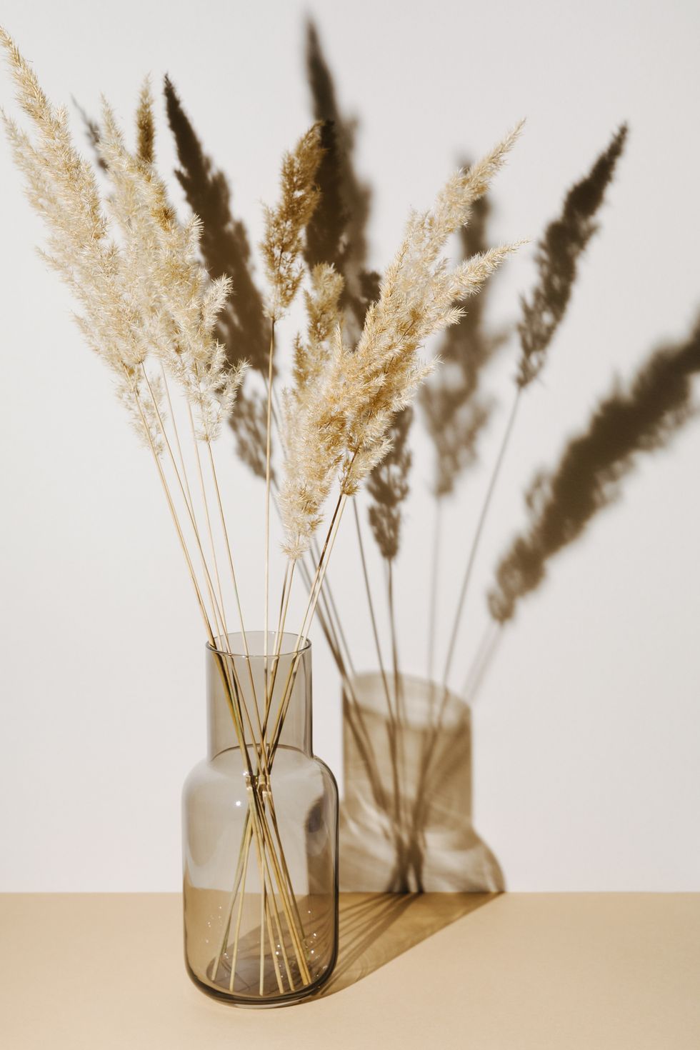 pampas grass branches in vase on pastel neutral beige background with sun light and trendy shadow reeds foliage modern interior design concept
