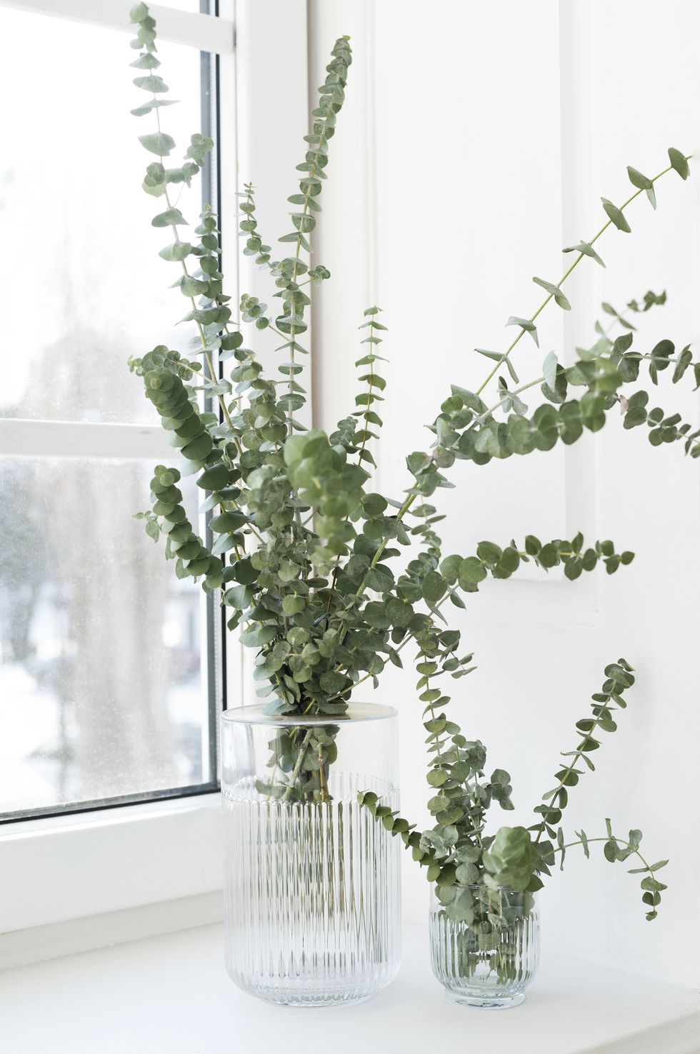 green eucalyptus leaves in vase on white window sill front view place for text, copy space