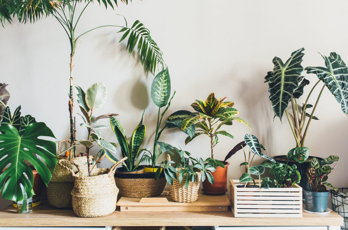 部屋に飾りたいおしゃれ観葉植物【3000円以下】 ELLE DECOR ［エル・デコ デジタル］