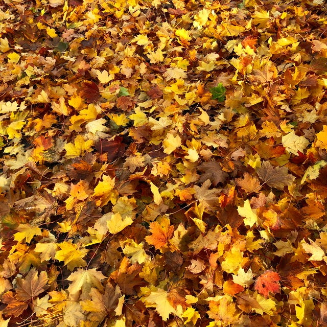 Autumn leaf background autumn leaf background at biel, bern canton switzerland