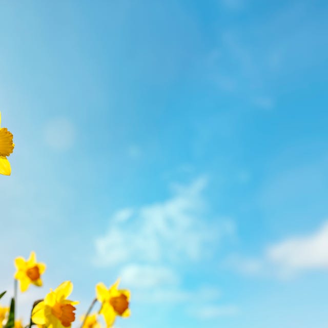 Spring flower background Daffodils against a clear blue sky spring flower background daffodils against a blue sky with copy space
