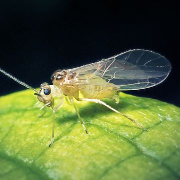 psocoptera sp barklouse insect digitally enhanced photograph