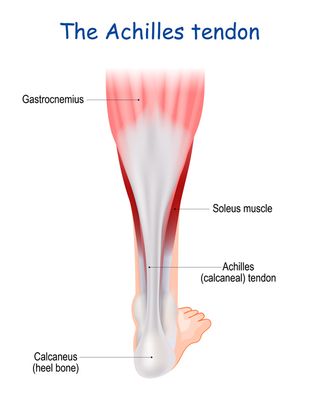 the achilles tendon serves to attach the plantaris, gastrocnemius calf and soleus muscles to the calcaneus heel bone heel cord or calcaneal tendon human leg medical infographic