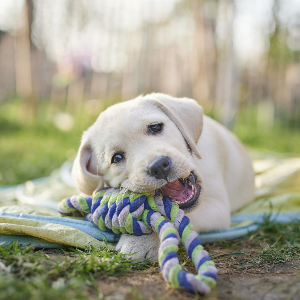 labrador puppy playing with toy outdoors, boy dog names