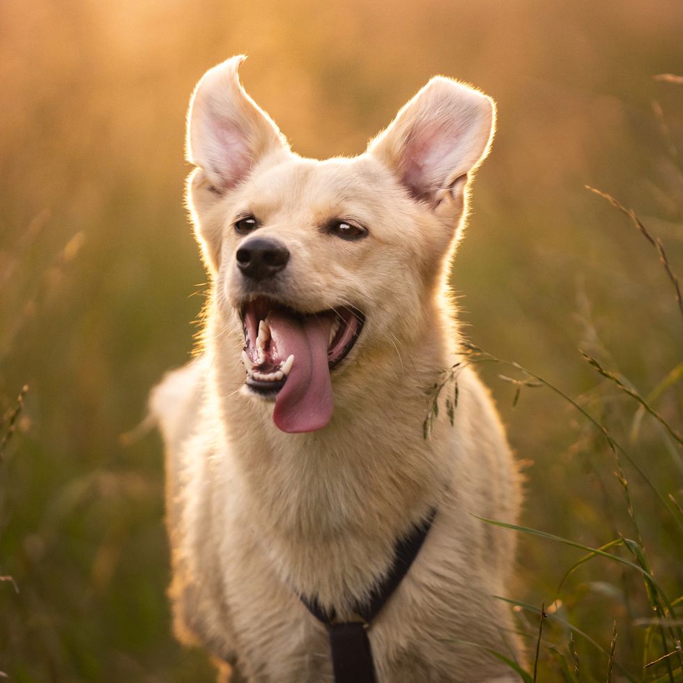 smiling dog running through meadow with tongue out, boy dog names