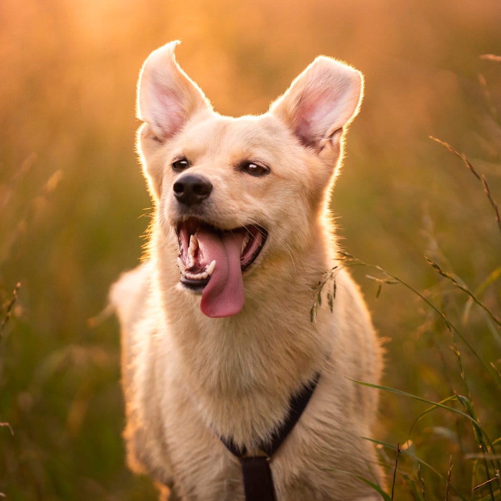 smiling dog running through meadow with tongue out, boy dog names