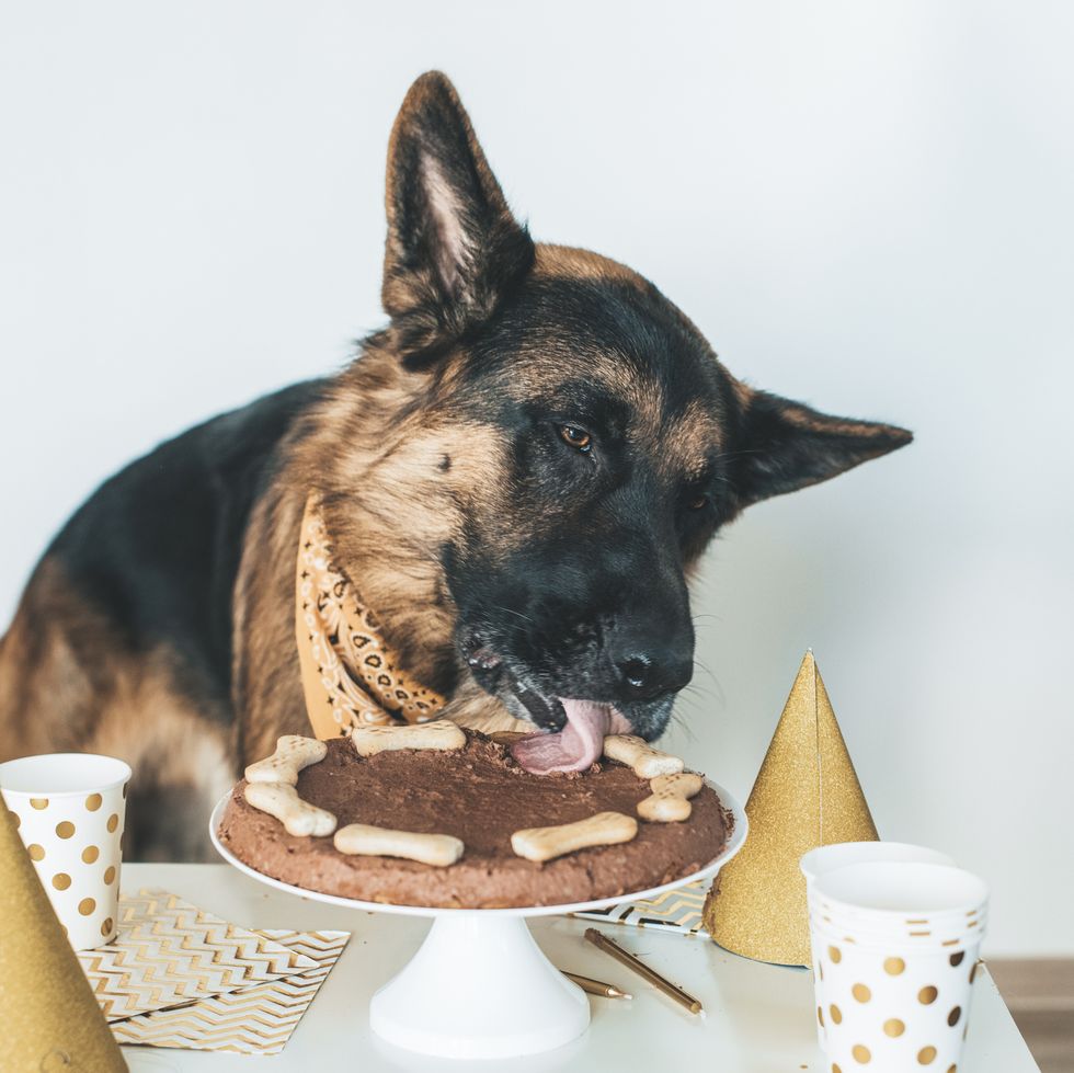 dog eating birthday cake, boy dog names
